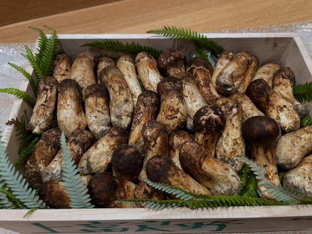 2025.09.02(１) 松茸(北海道)松茸の季節がやってきました。